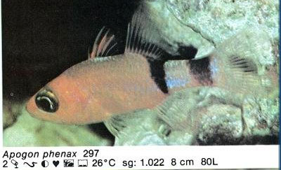 Apogon phenax